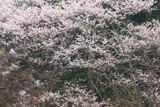 小倉神社のかすみ桜