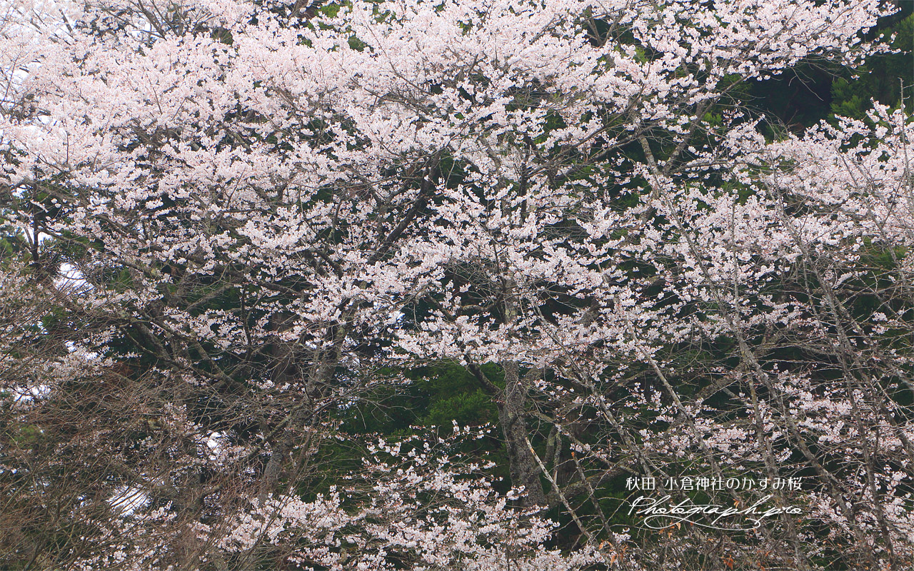 小倉神社のかすみ桜 壁紙