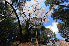 大戸の大ザクラ