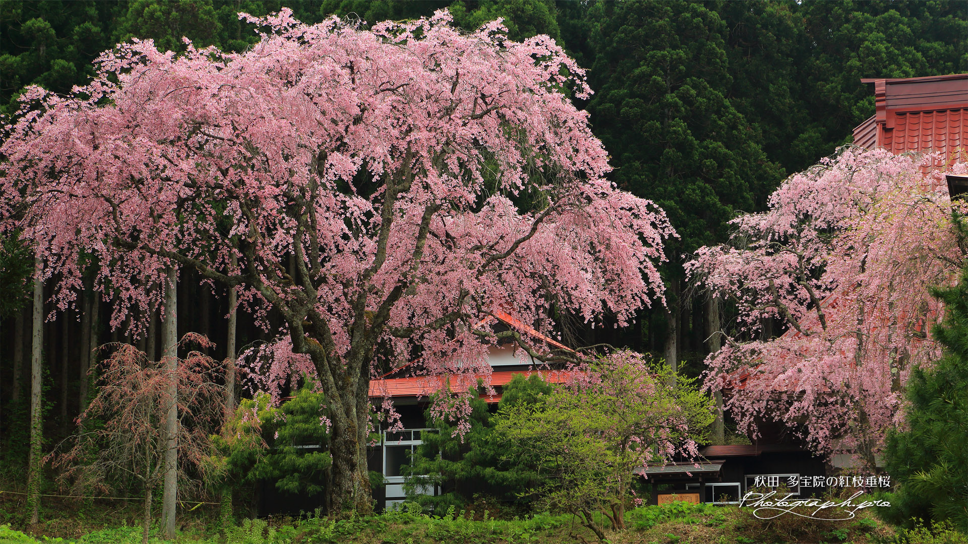多宝院の紅枝垂桜