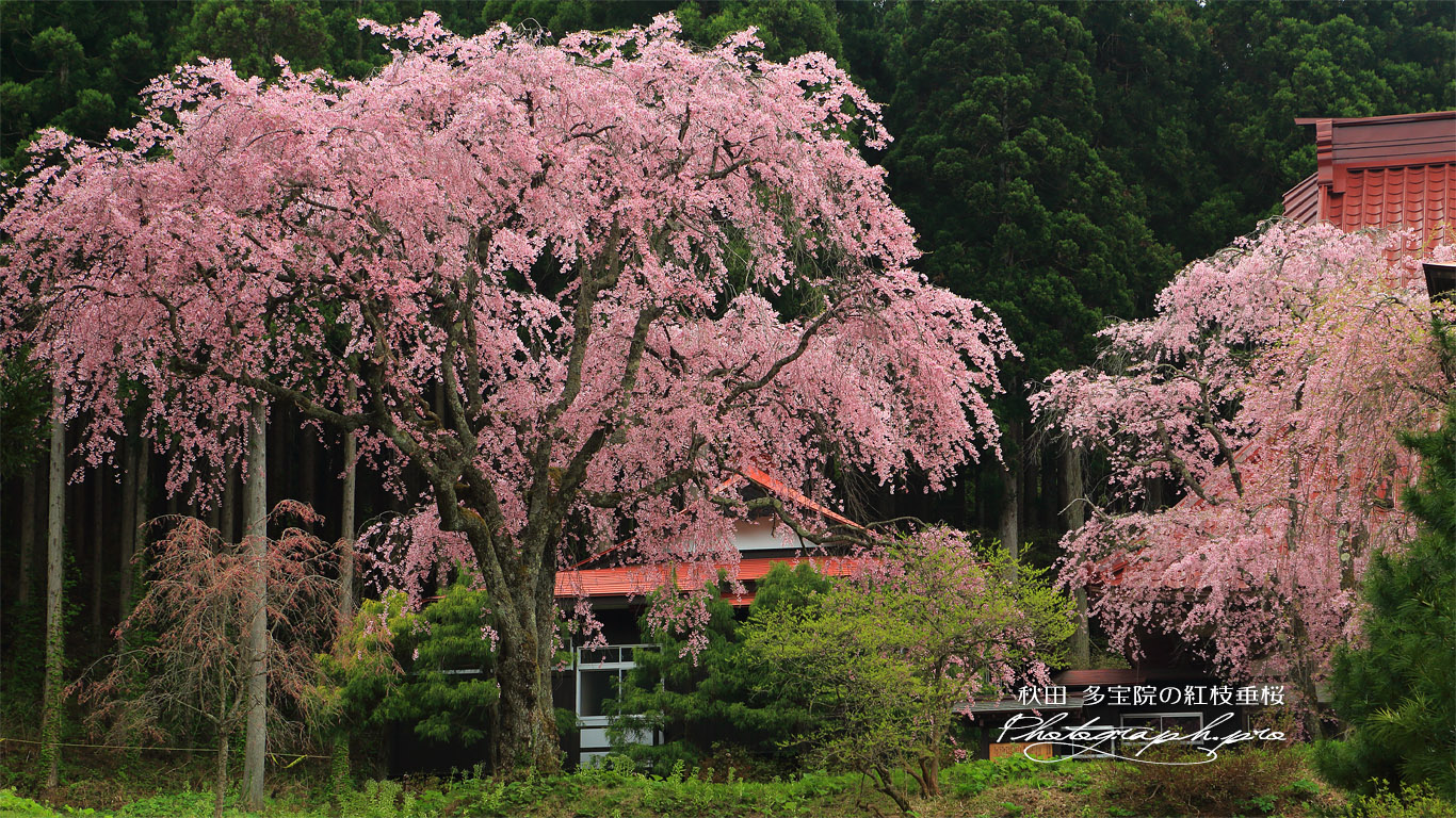 多宝院の紅枝垂桜 壁紙