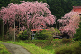 多宝院の紅枝垂桜