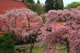 多宝院の紅枝垂桜