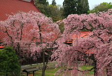 多宝院の紅枝垂桜
