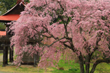 多宝院の紅枝垂桜