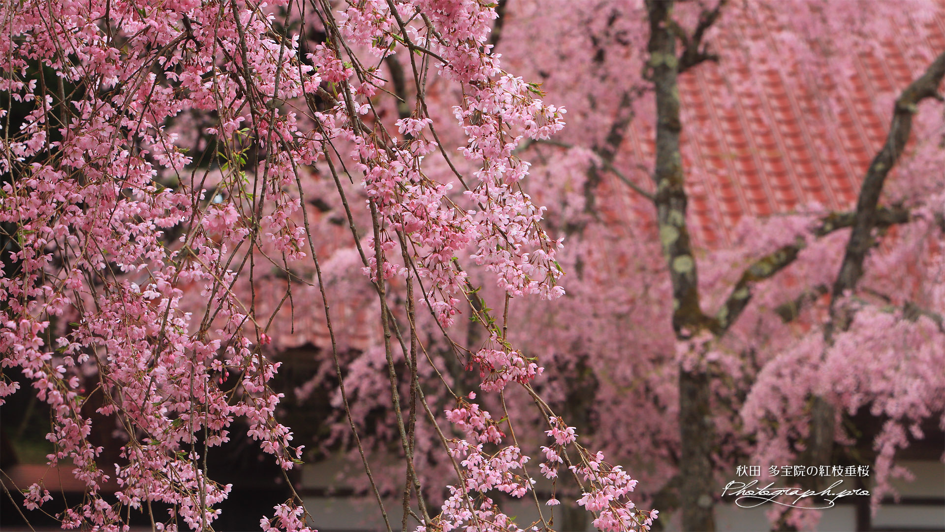 多宝院の紅枝垂桜