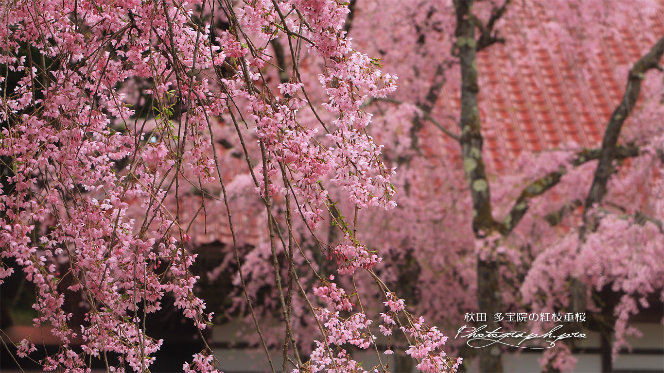 多宝院の紅枝垂桜 壁紙