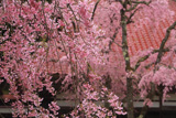 多宝院の紅枝垂桜