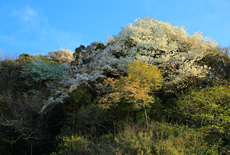 西鎌倉