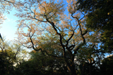 広町の稚児桜