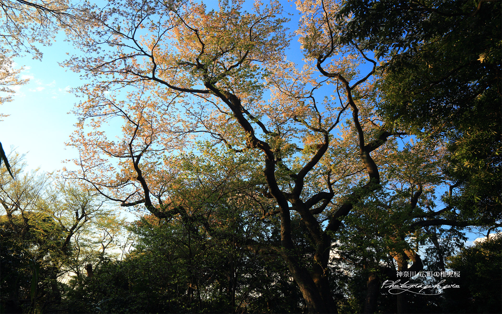 広町の稚児桜