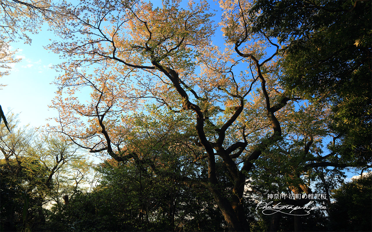 広町の稚児桜 壁紙