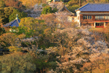 鎌倉山 桜咲く檑亭