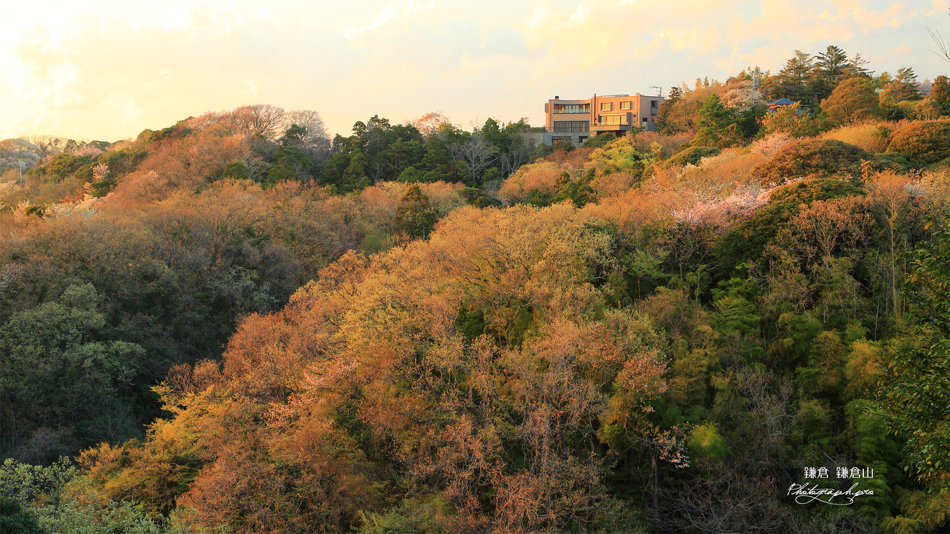 鎌倉山 山椒洞跡の山桜