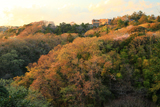 鎌倉山 山椒洞跡の山桜