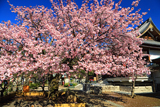 両大師の御車返しの桜