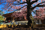 両大師の御車返しの桜
