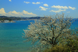 鎌倉 桜と相模湾
