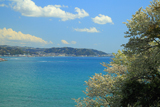 鎌倉 大島桜と相模湾