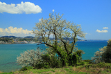 仏法寺跡の大島桜