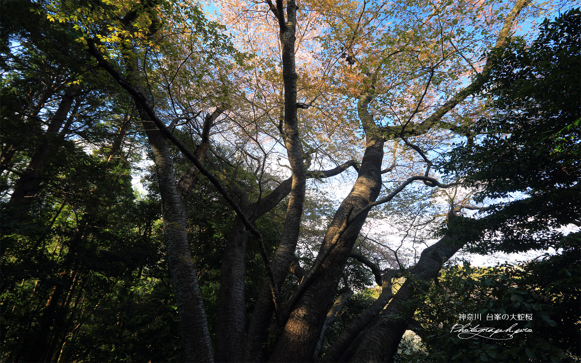 台峯の大蛇桜