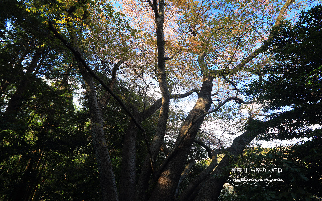 台峯の大蛇桜 壁紙