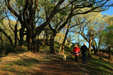 六国見山森林公園の桜