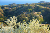 六国見山から桜咲く北鎌倉の山並