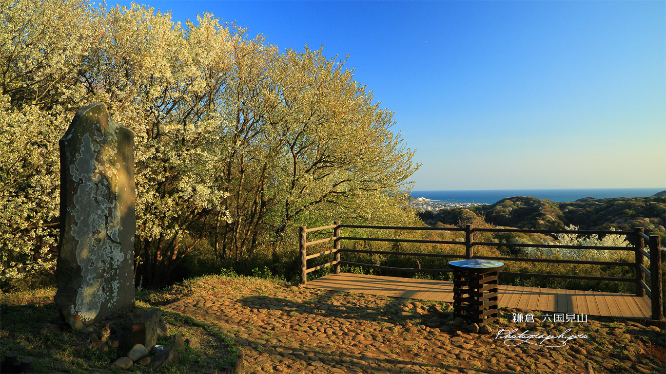 桜咲く富士塚展望台 壁紙