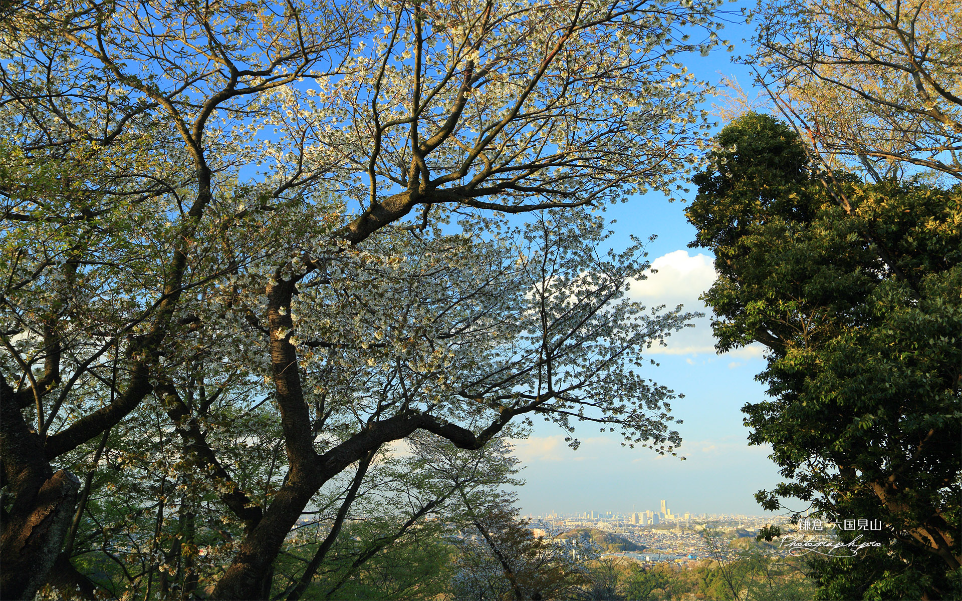 六国見山から桜越しの横浜方面