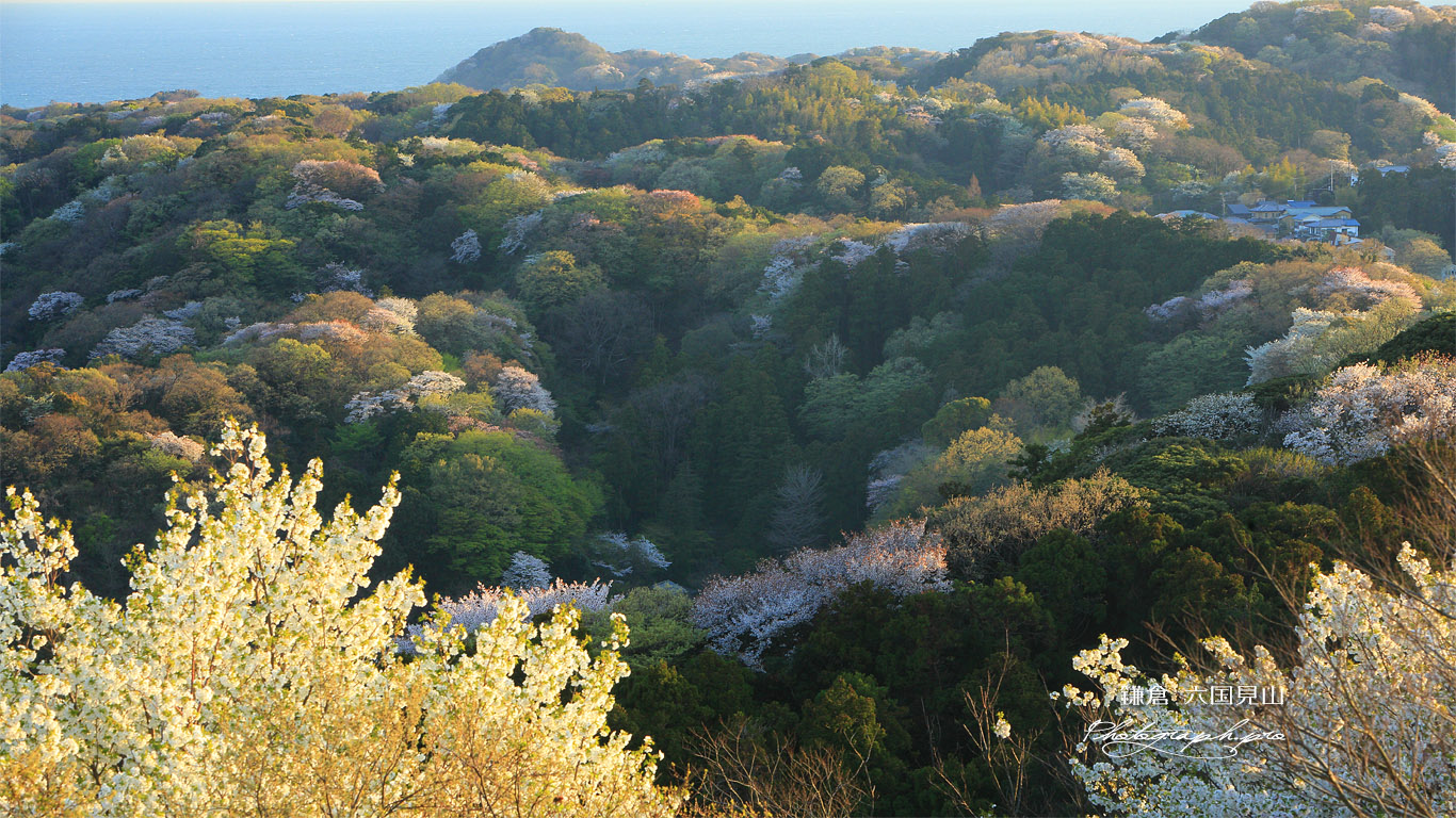 六国見山の一目千本桜 壁紙