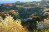 六国見山の一目千本桜