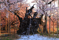 山梨県の桜