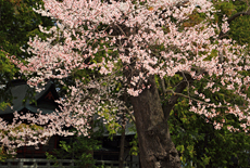 諏訪神社のエドヒガン