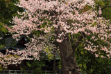 諏訪神社のエドヒガン