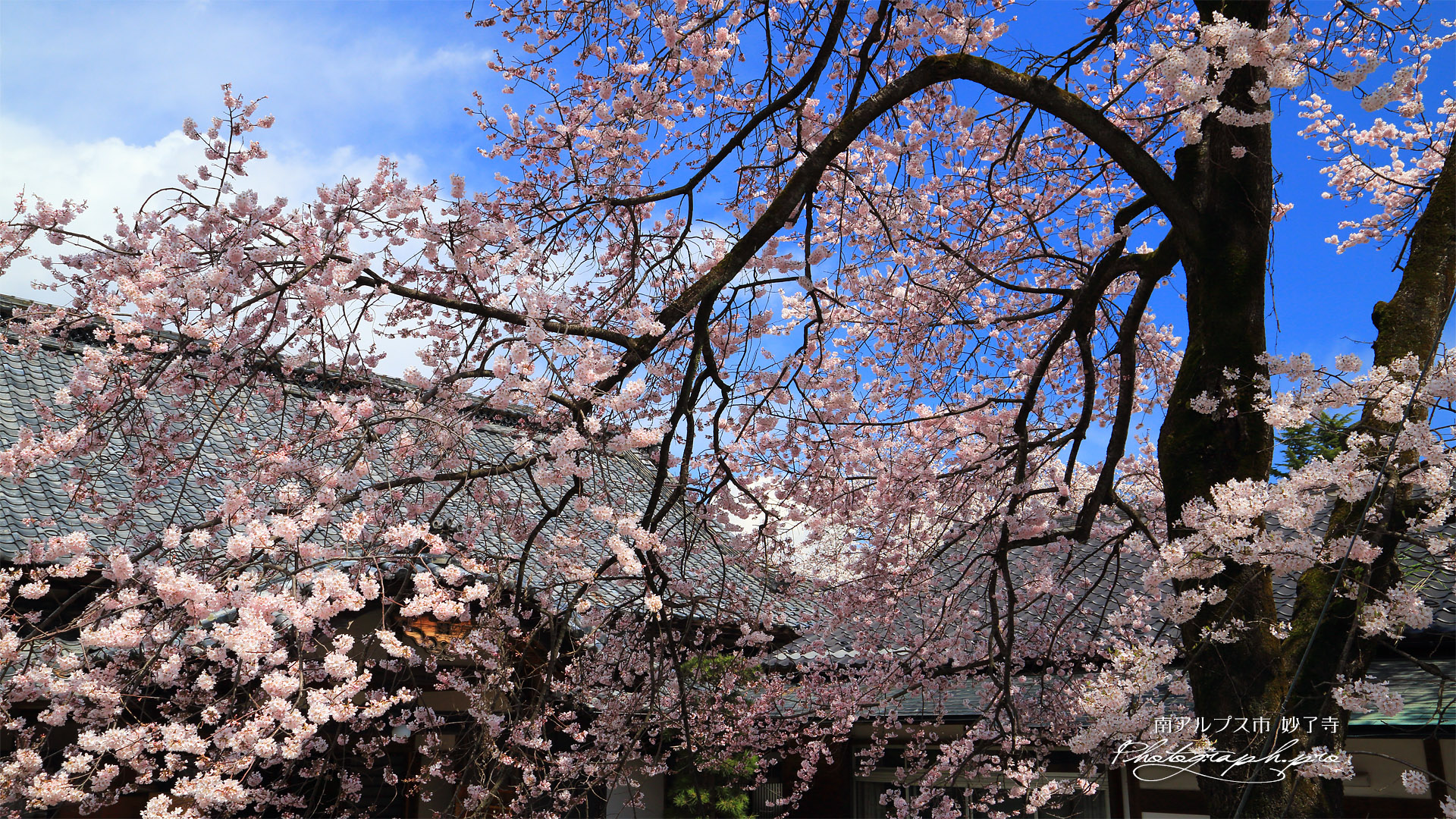 妙了寺の桜
