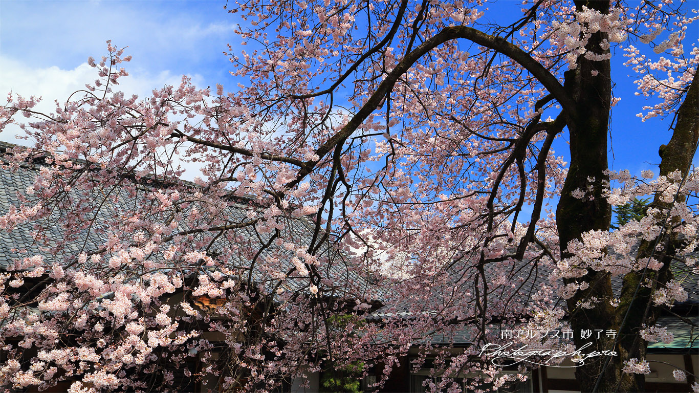 妙了寺の桜 壁紙