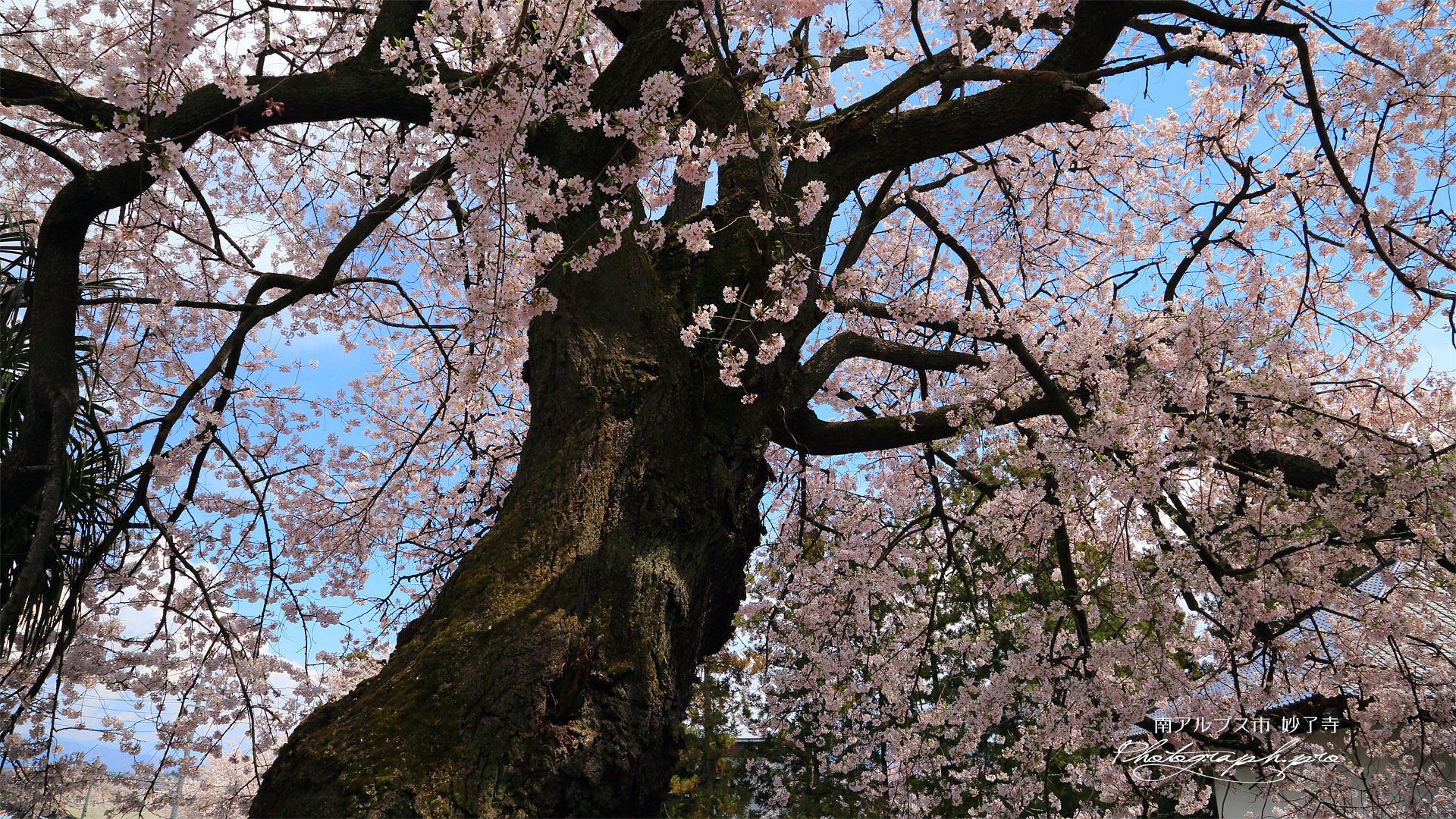 妙了寺の桜