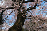 妙了寺の桜