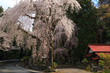 朝日堂のしだれ桜