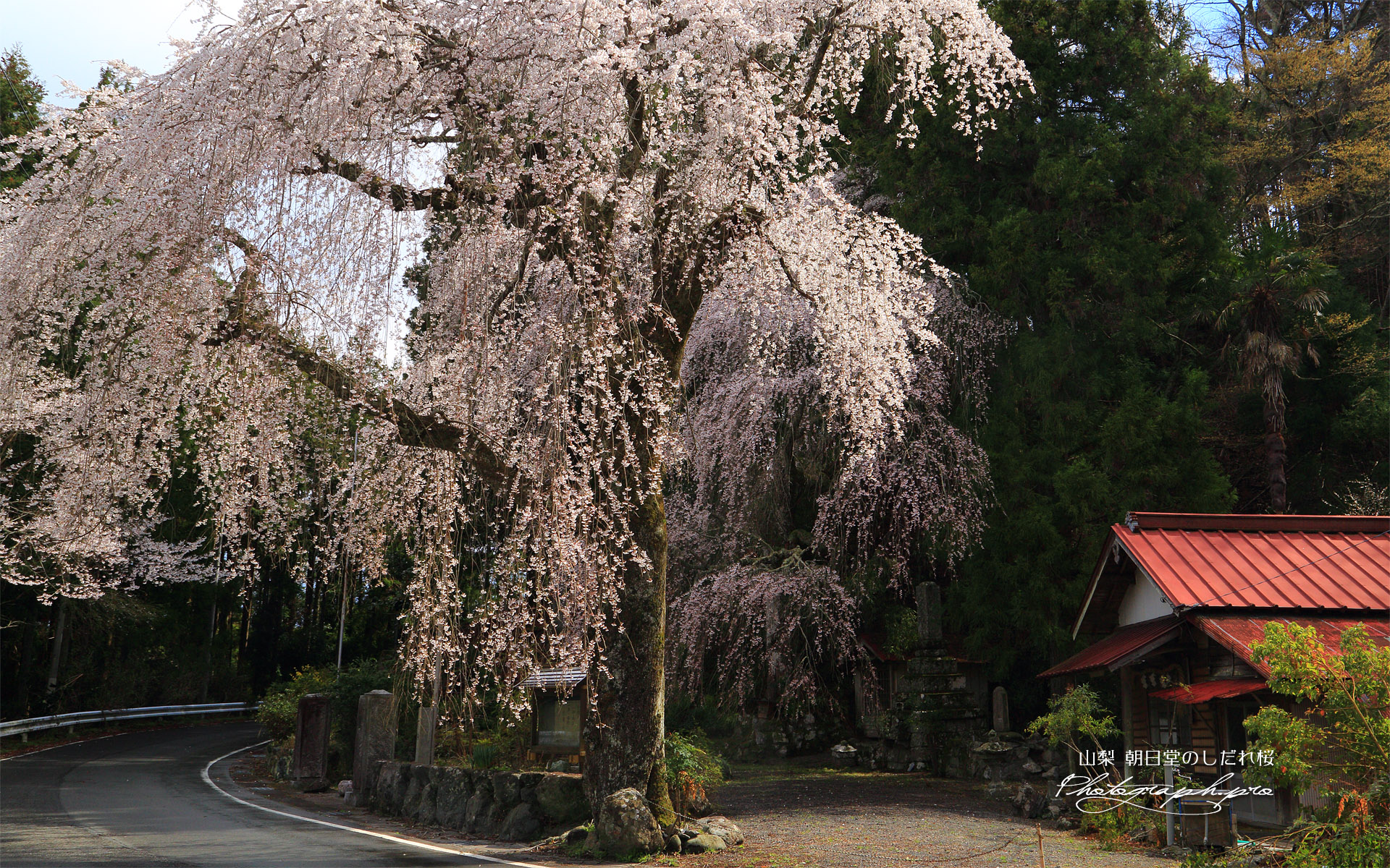 朝日堂のしだれ桜