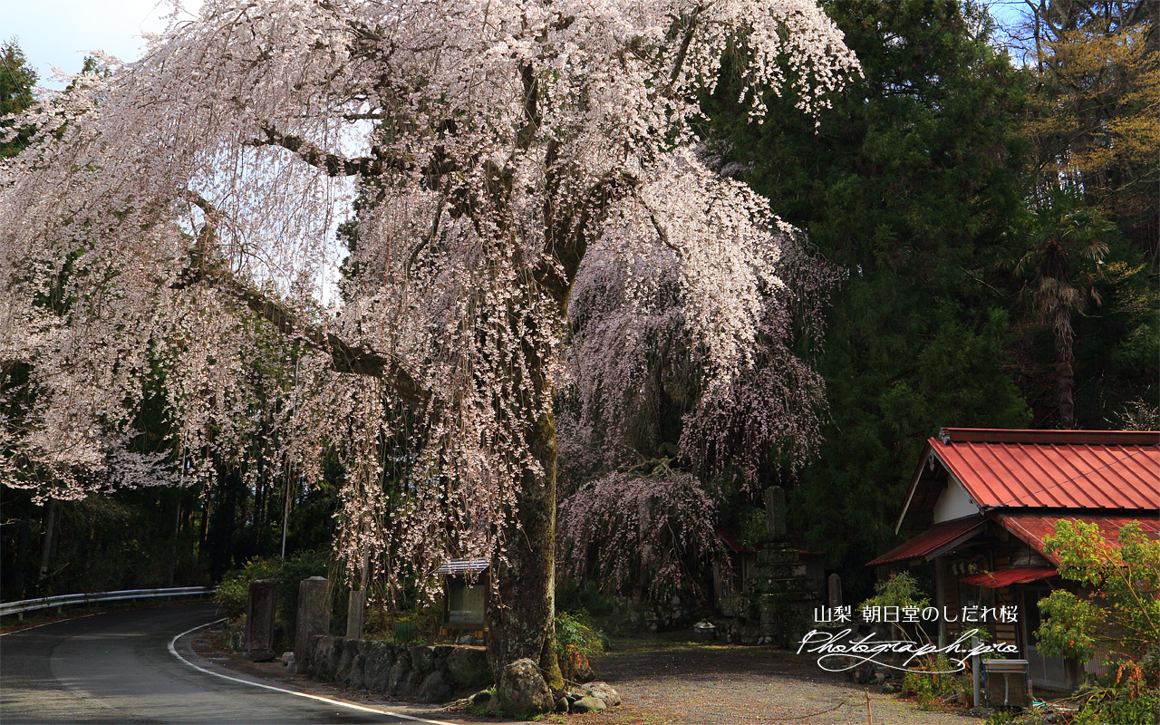 朝日堂のしだれ桜 壁紙