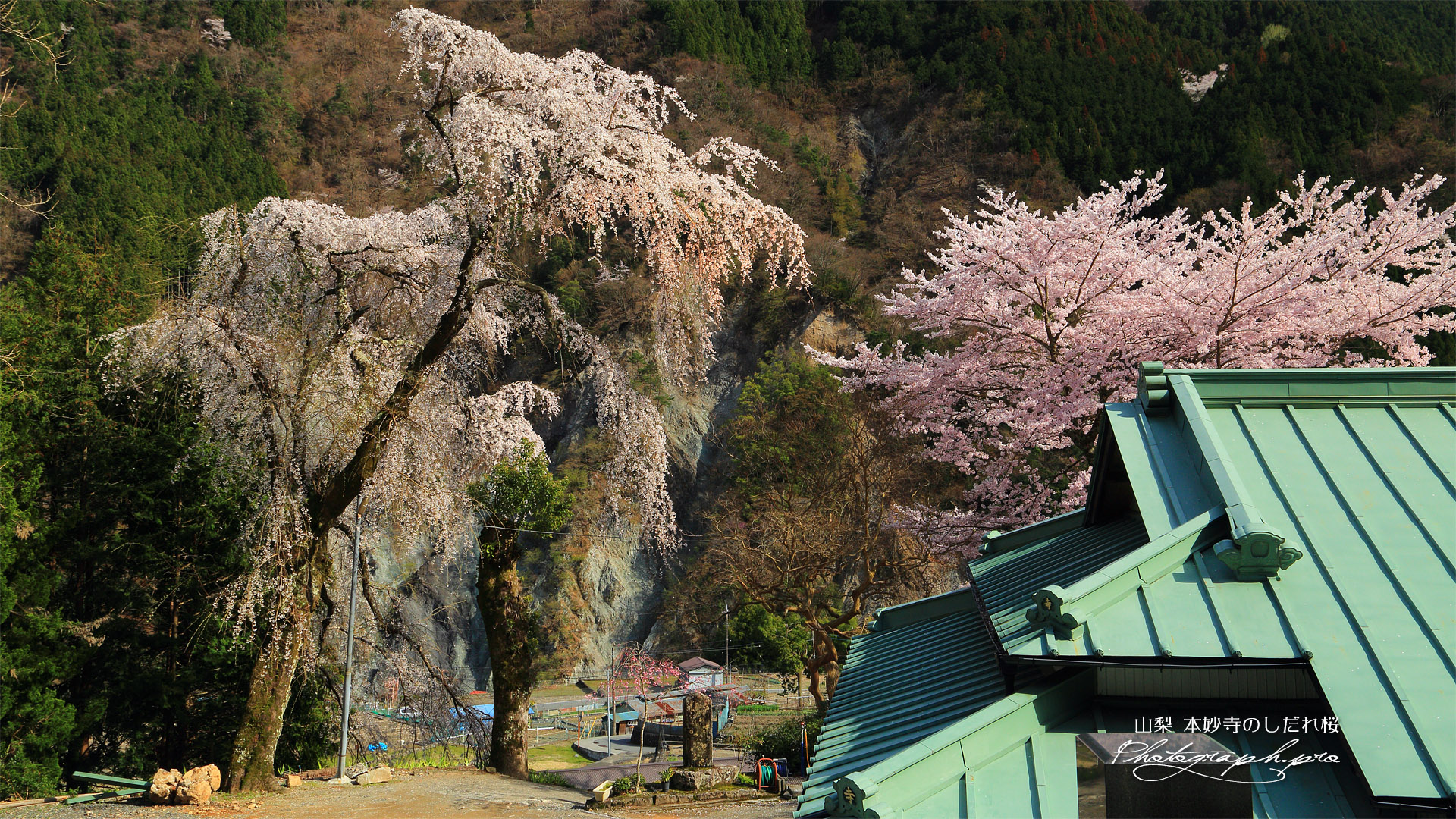 本妙寺のしだれ桜