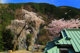 本妙寺のしだれ桜