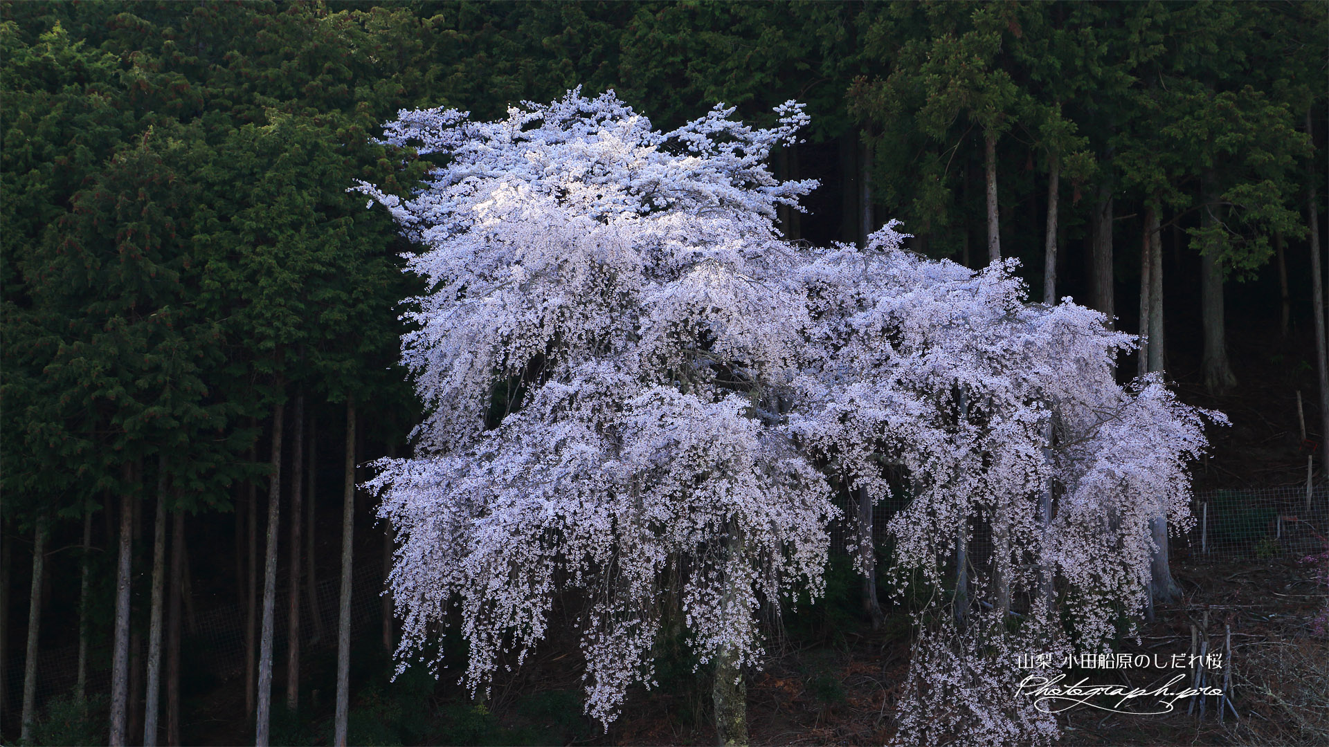 小田船原のしだれ桜