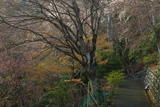 久遠寺のしだれ桜