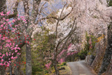 久遠寺西谷のしだれ桜
