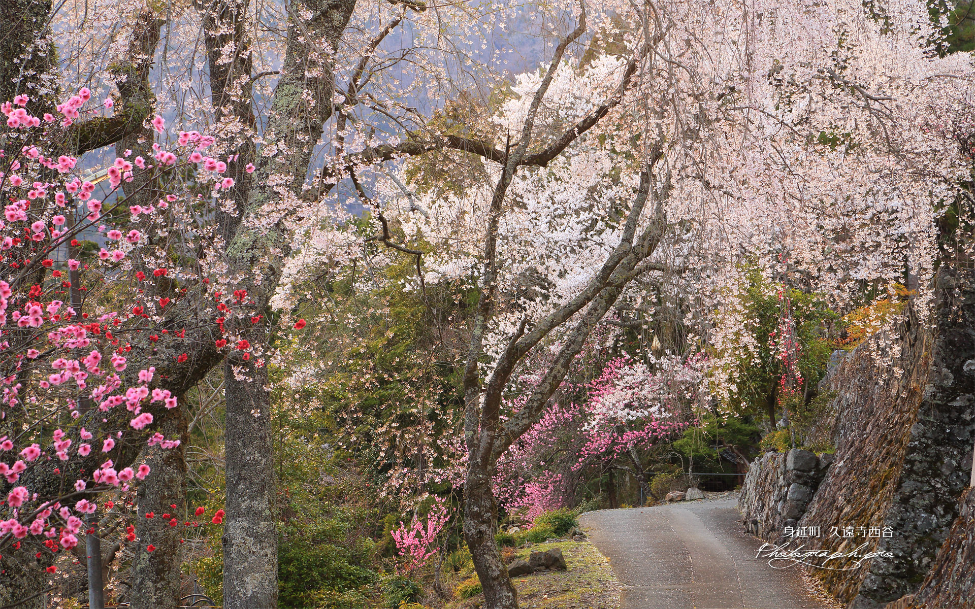久遠寺西谷のしだれ桜