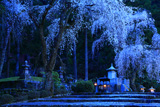 久遠寺祖廟のしだれ桜
