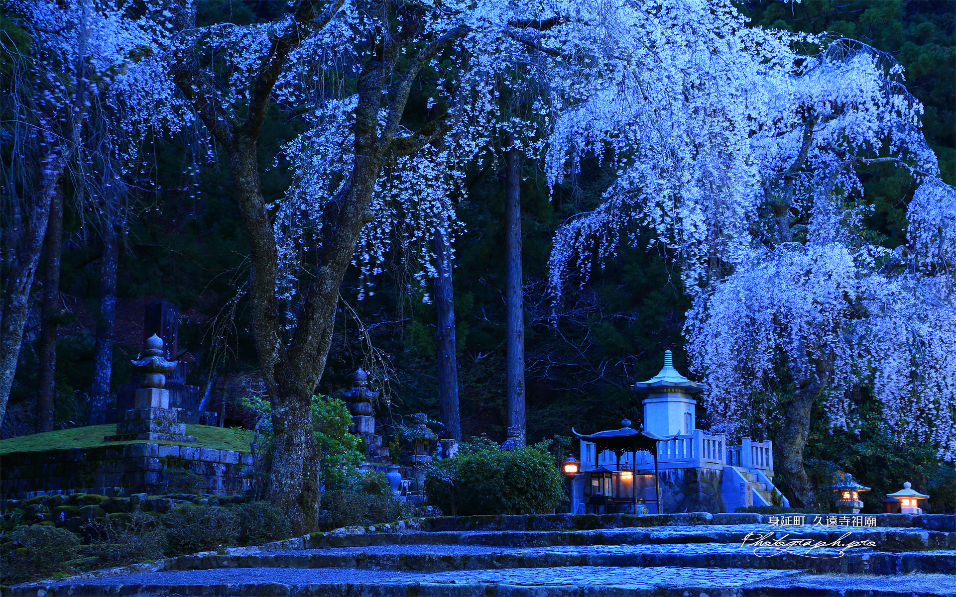 久遠寺祖廟のしだれ桜 の壁紙 19x10